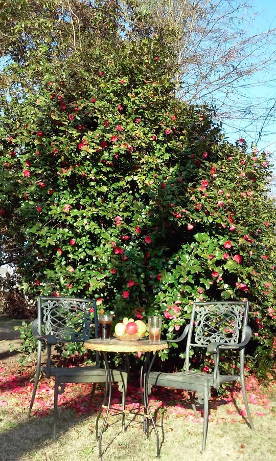 Fruits Of Vienna B&B Exterior foto